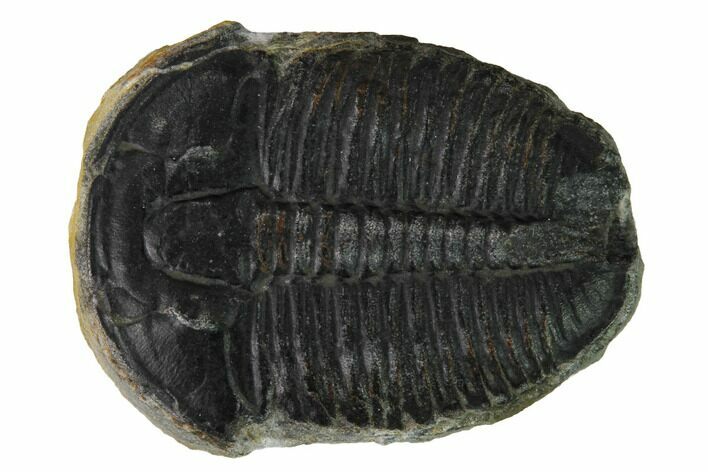 Elrathia Trilobite Fossil - Utah #169485